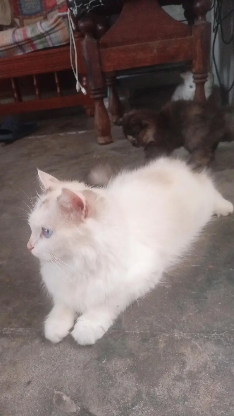 Persian female white cat — photo 4