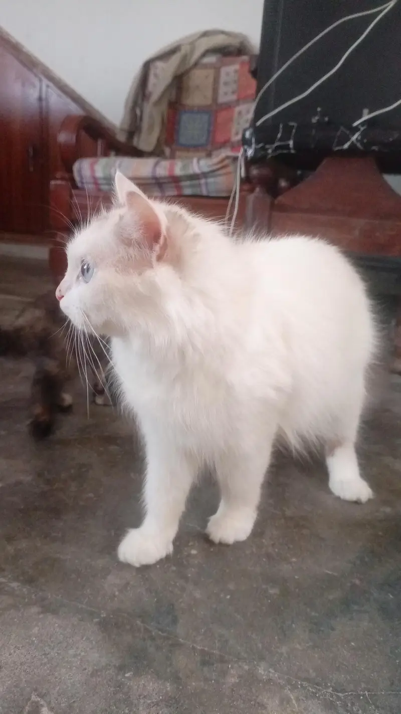 Persian female white cat — photo 5