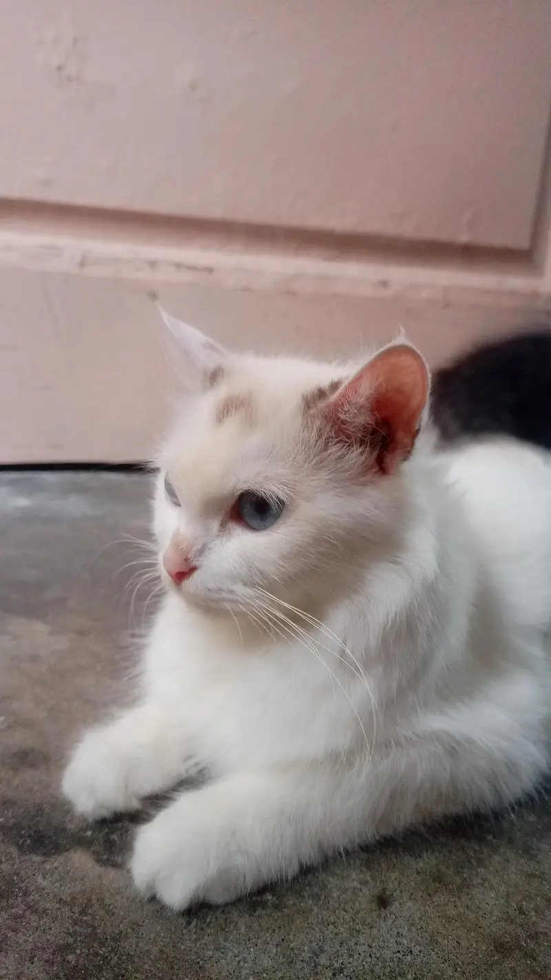 Persian female white cat — photo 6