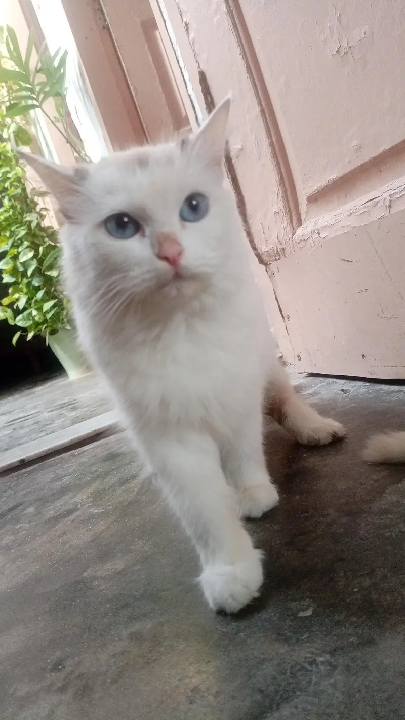 Persian female white cat — photo 7