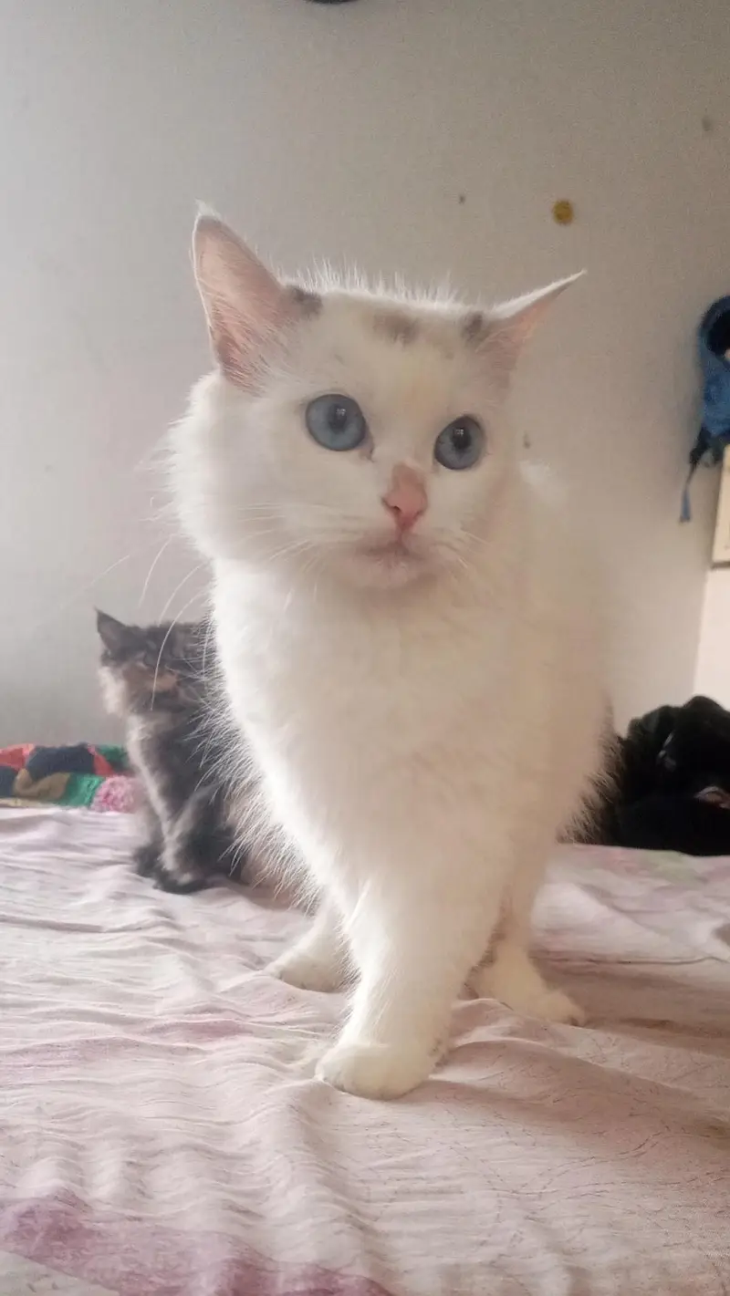 Persian female white cat — photo 8