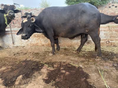 Achi nasal ki achi bhains