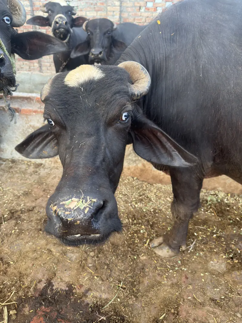 Achi nasal ki achi bhains — photo 2