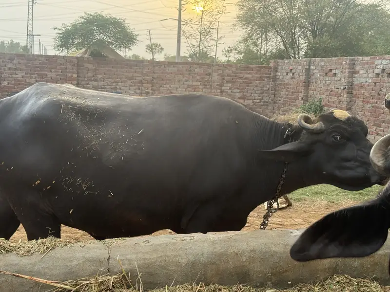Achi nasal ki achi bhains — photo 3