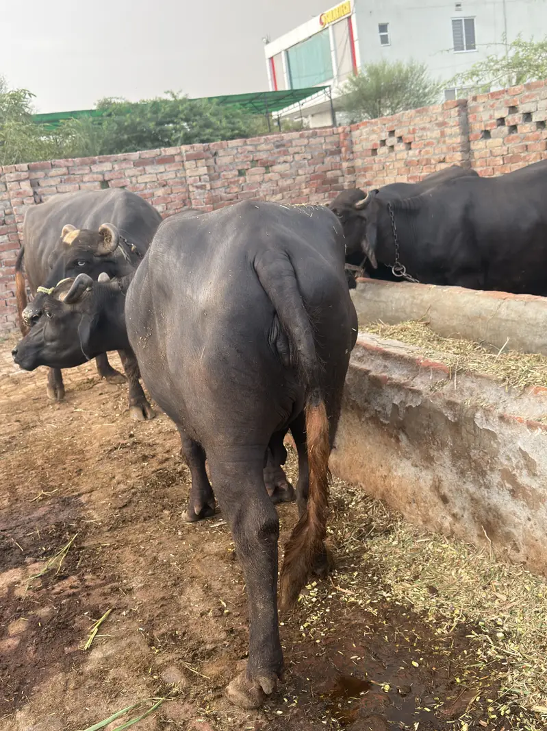 Achi nasal ki achi bhains — photo 4