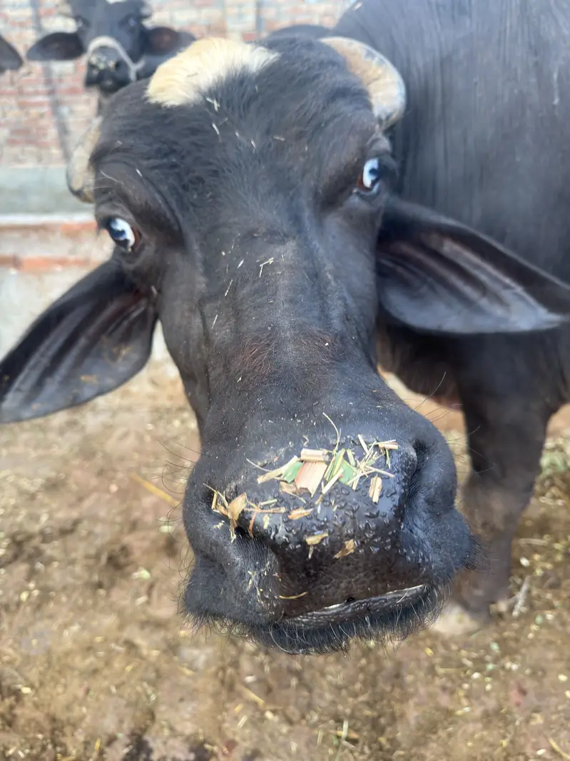 Achi nasal ki achi bhains — photo 6