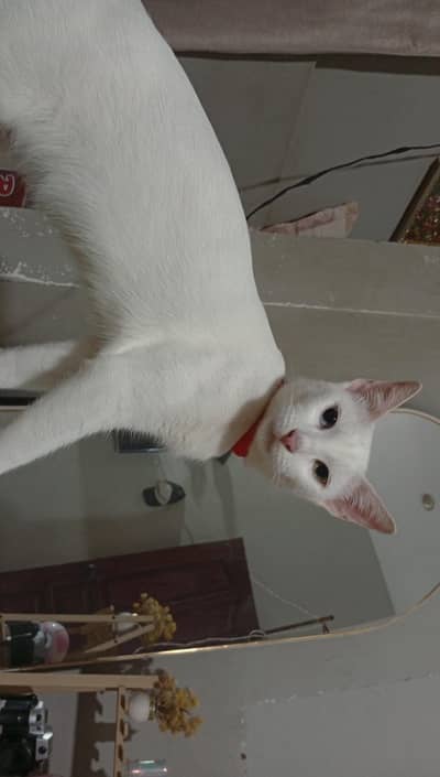 cat for adopt looking for a new family