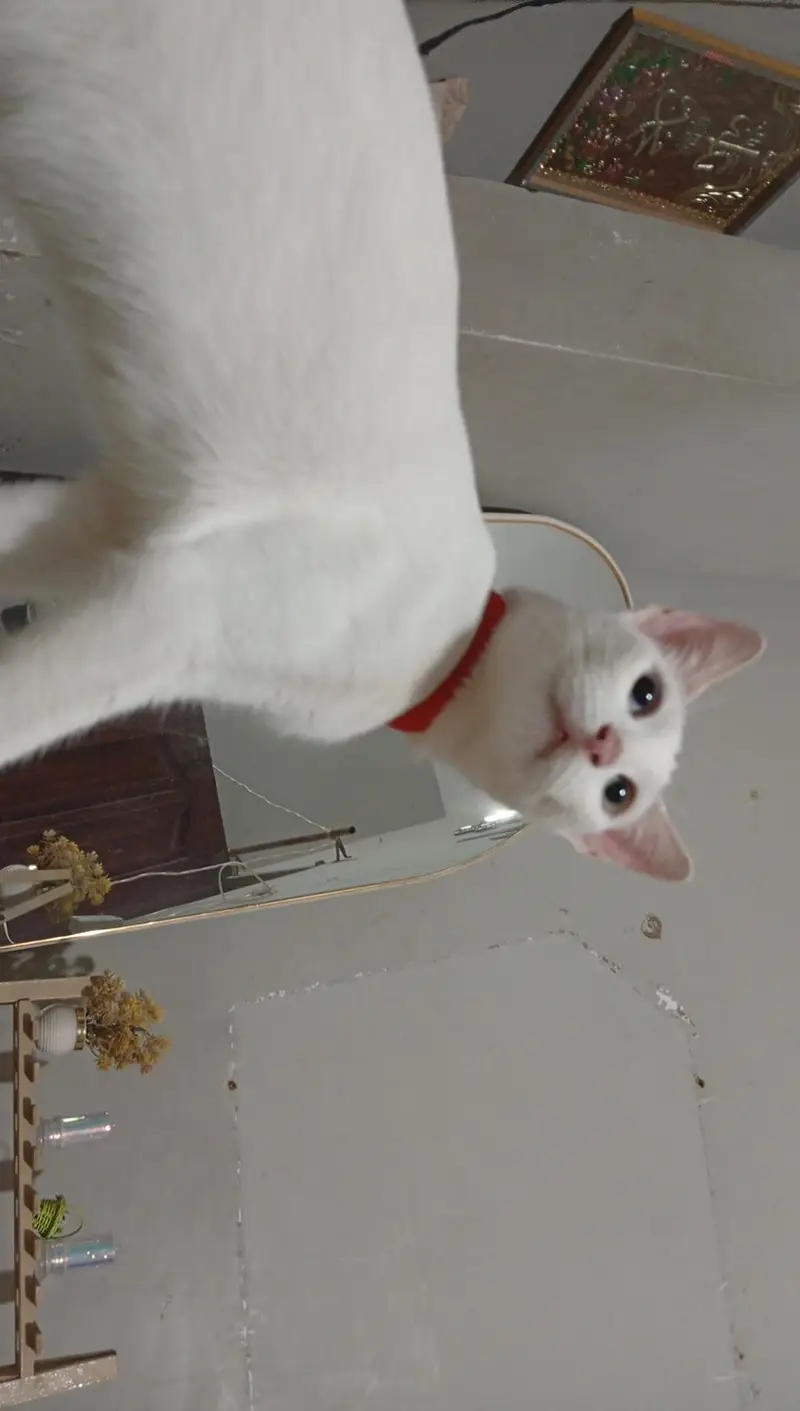 cat for adopt looking for a new family — photo 2