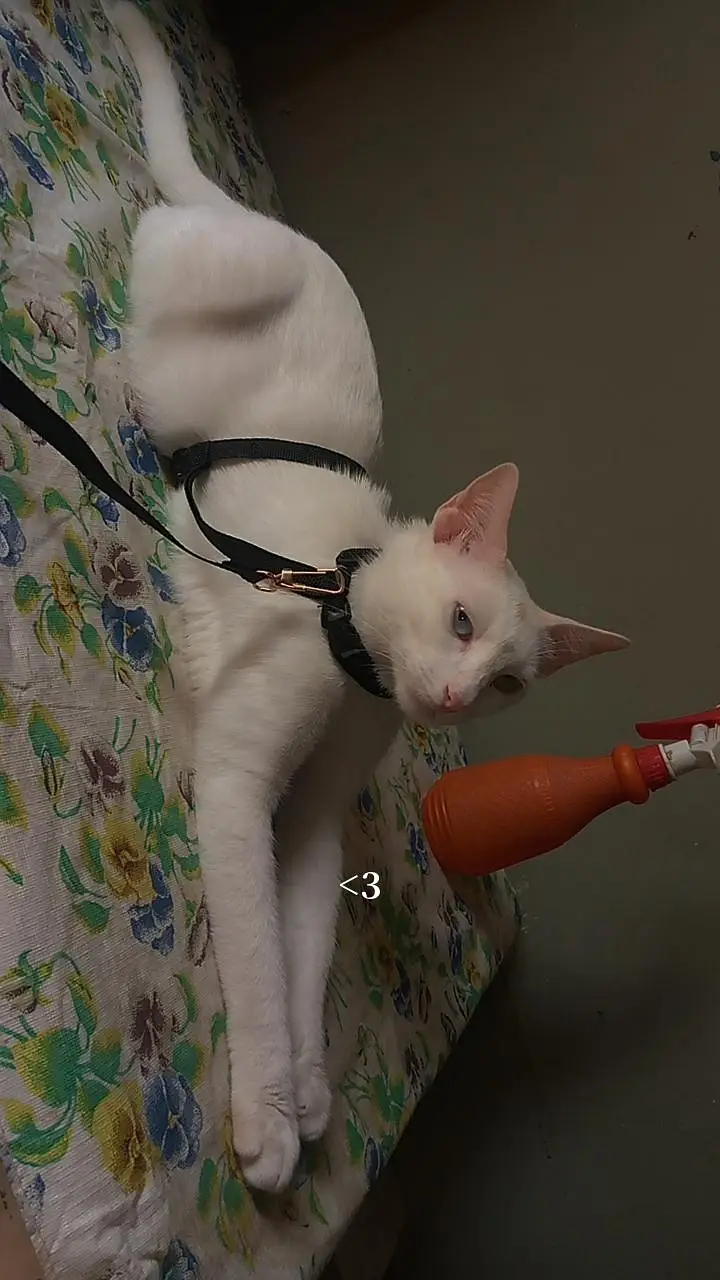 cat for adopt looking for a new family — photo 3
