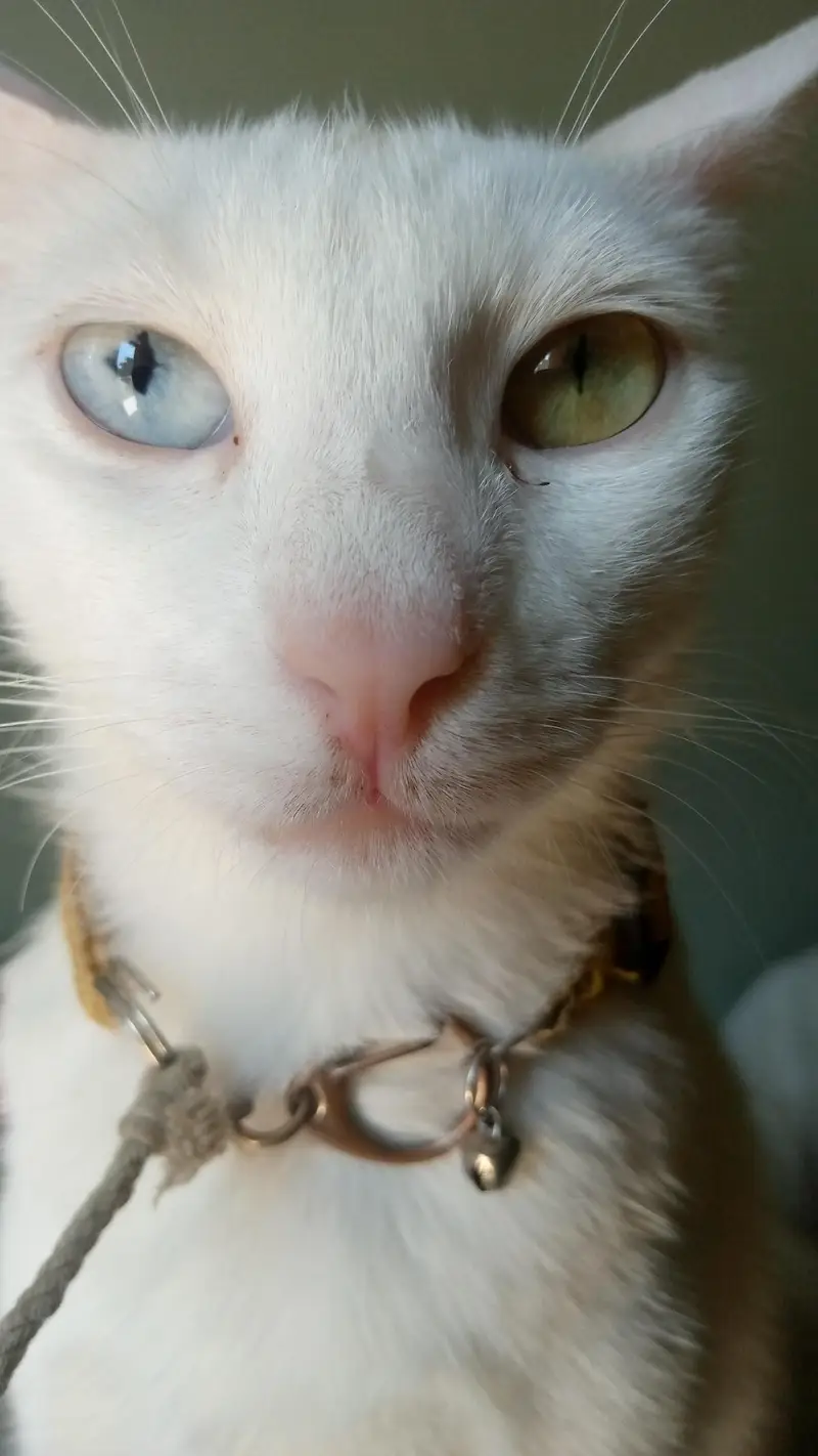 cat for adopt looking for a new family — photo 4
