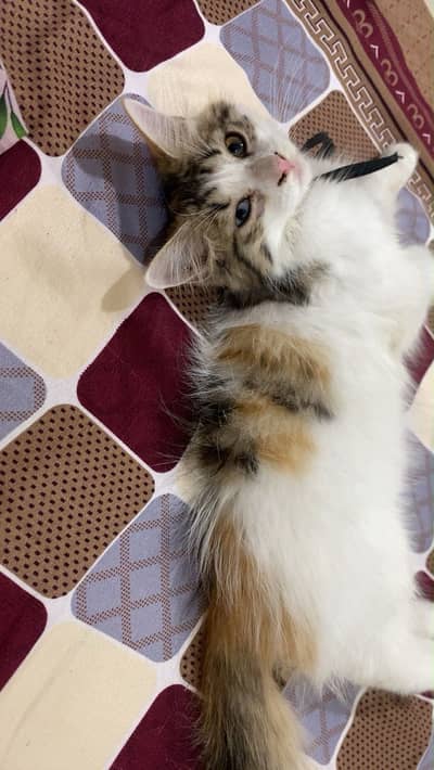 I AM SELLING MY 2 CATS PAIR AGE 4 MONTHS