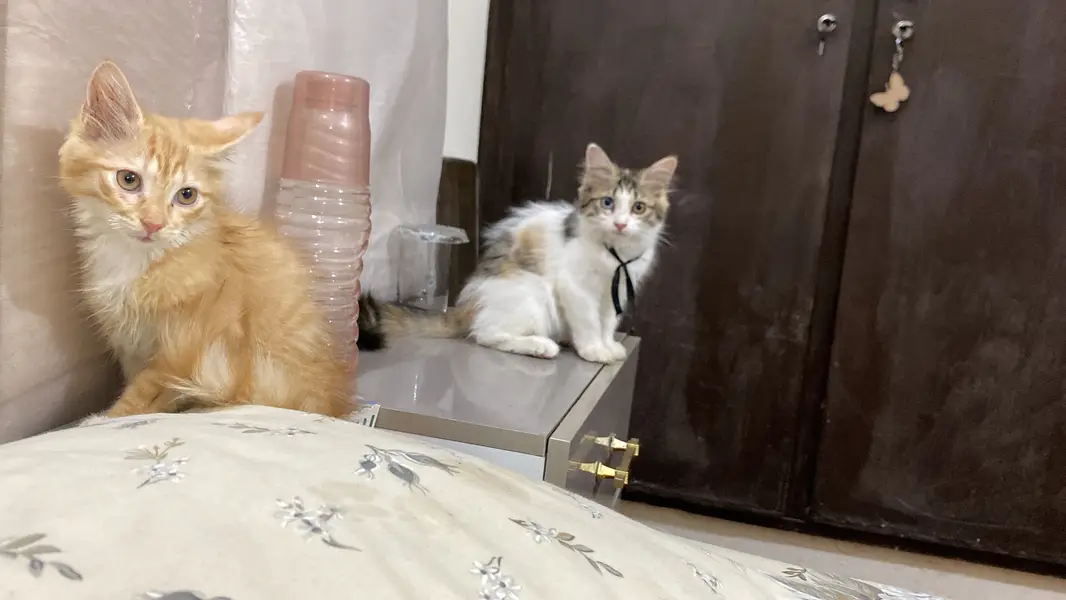 I AM SELLING MY 2 CATS PAIR AGE 4 MONTHS — photo 2