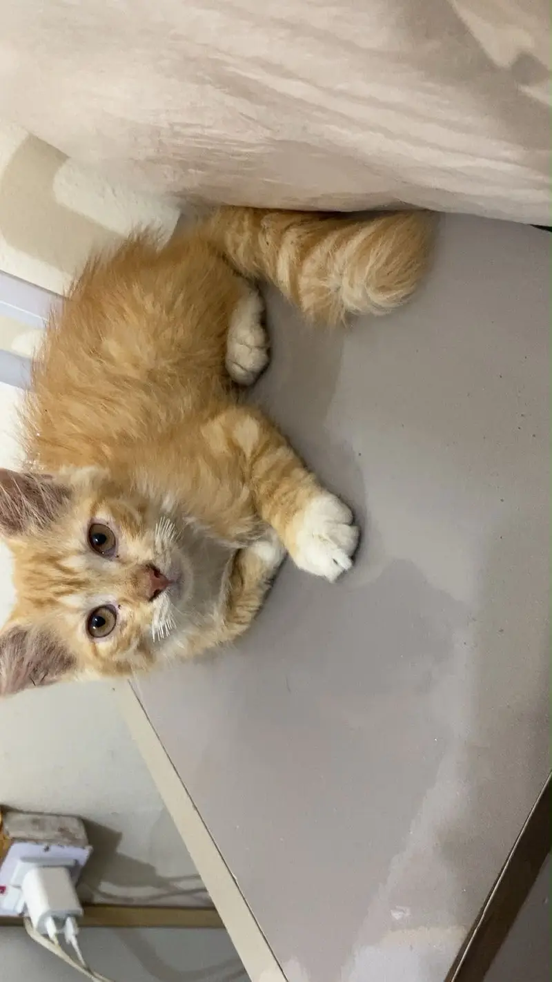 I AM SELLING MY 2 CATS PAIR AGE 4 MONTHS — photo 3