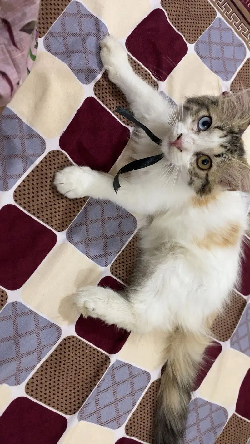I AM SELLING MY 2 CATS PAIR AGE 4 MONTHS — photo 4