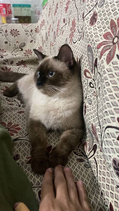 Siamese cat for sell
