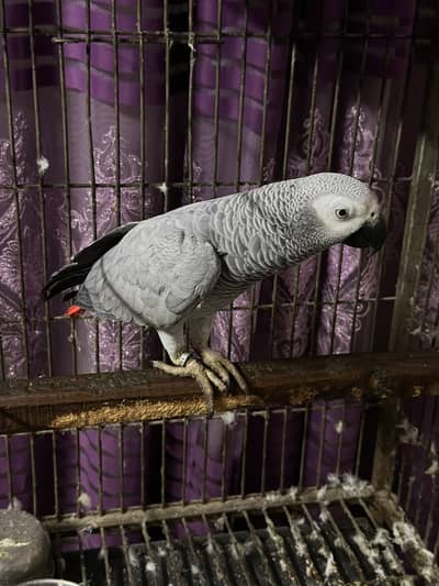 Grey parrot african