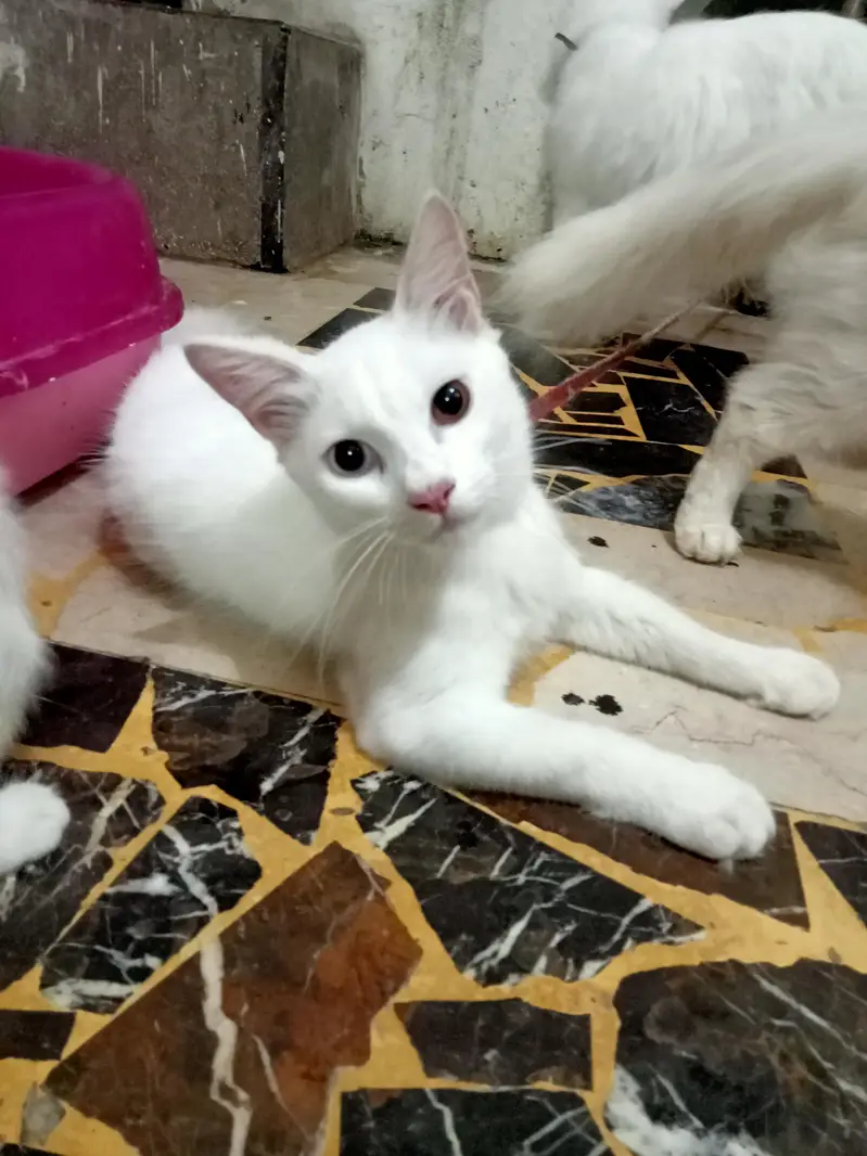 Persian odd eyes — photo 2