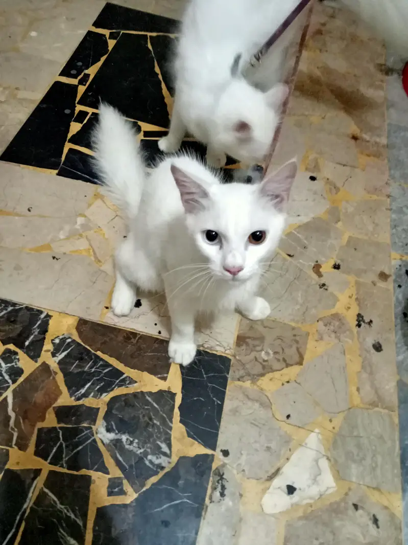 Persian odd eyes — photo 3