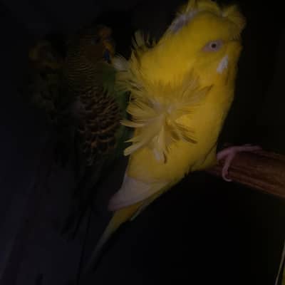 2 hogoromo females 1 yellow red eye or 1 black eye
