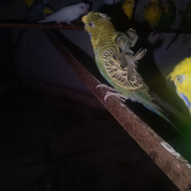2 hogoromo females 1 yellow red eye or 1 black eye — photo 2