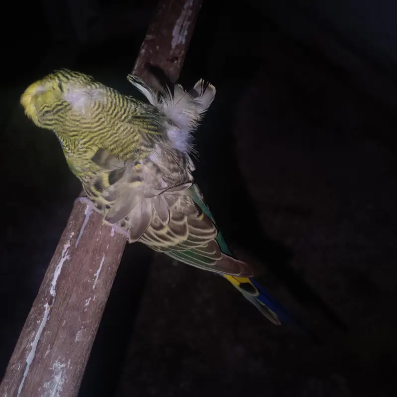 2 hogoromo females 1 yellow red eye or 1 black eye — photo 3