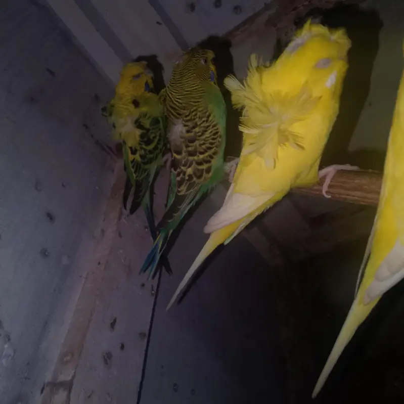 2 hogoromo females 1 yellow red eye or 1 black eye — photo 4