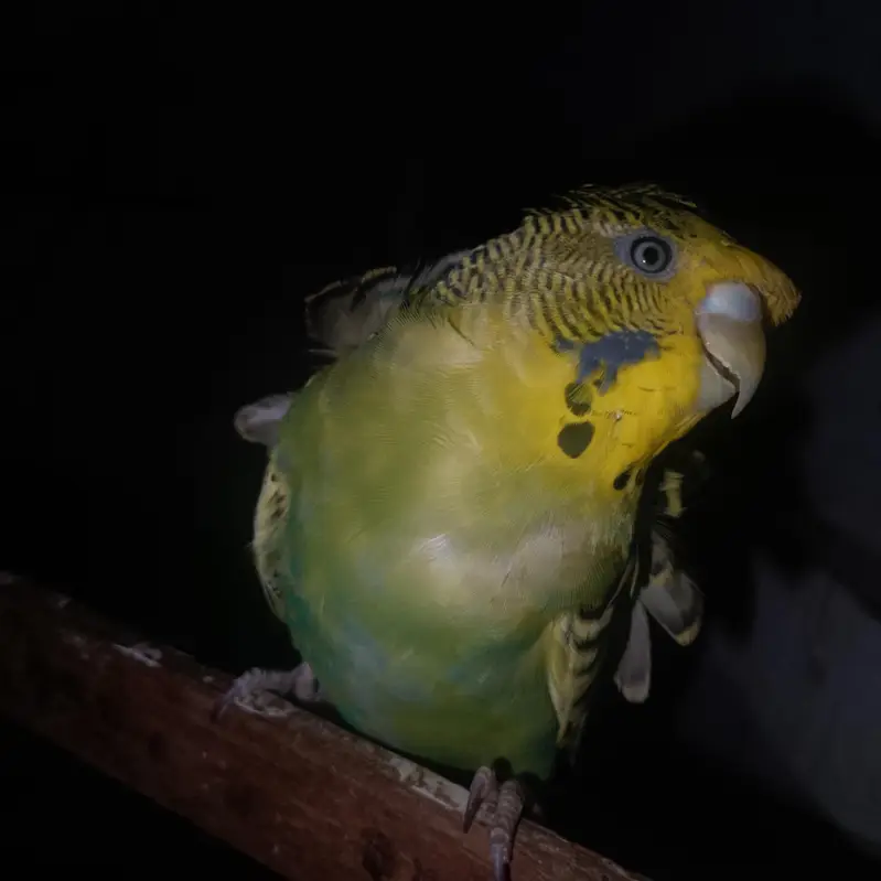 2 hogoromo females 1 yellow red eye or 1 black eye — photo 5