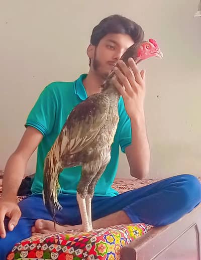 pure Sindhi Aseel
