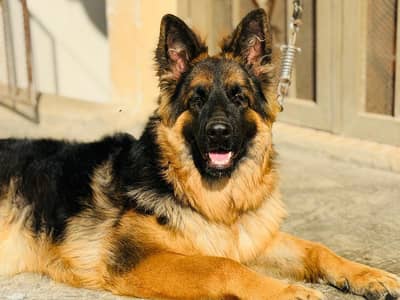 German Shepherd Breeder Female