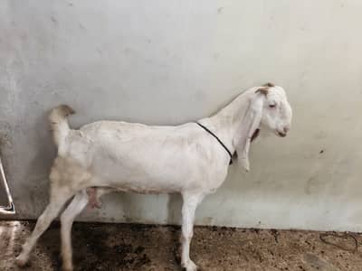 danto ma Puri ha pure gulabi ha 2 month ki gabban ha