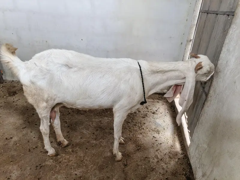 danto ma Puri ha pure gulabi ha 2 month ki gabban ha — photo 2