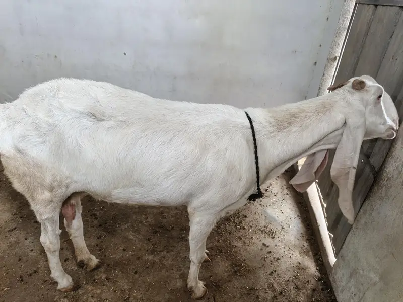 danto ma Puri ha pure gulabi ha 2 month ki gabban ha — photo 3
