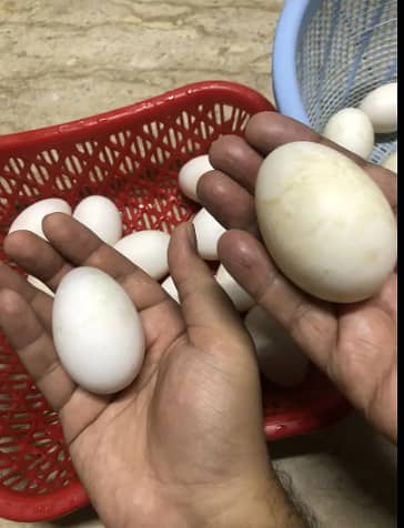 DUCKS EGG FOR SALE