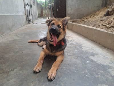 German shepherd