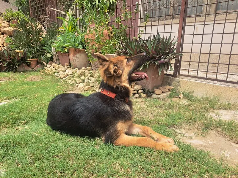 German shepherd — photo 2