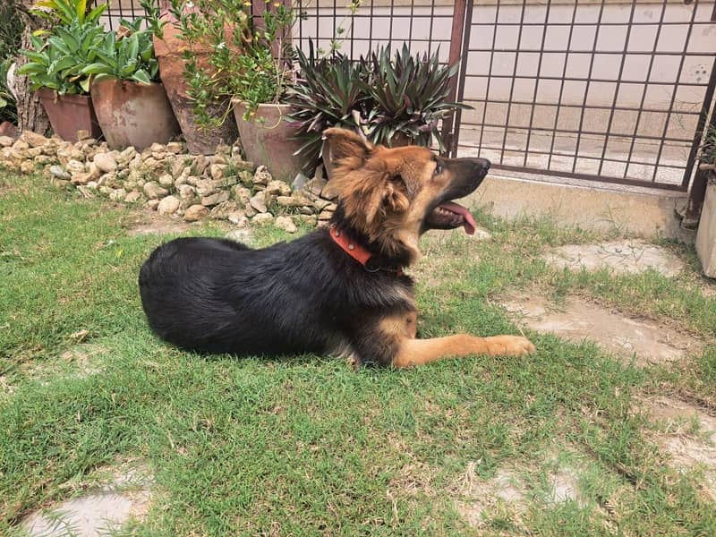 German shepherd 2