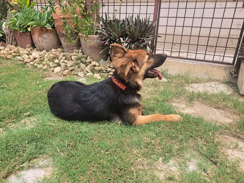 German shepherd — photo 3
