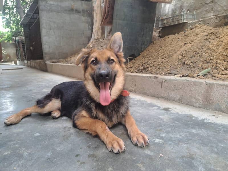 German shepherd 4