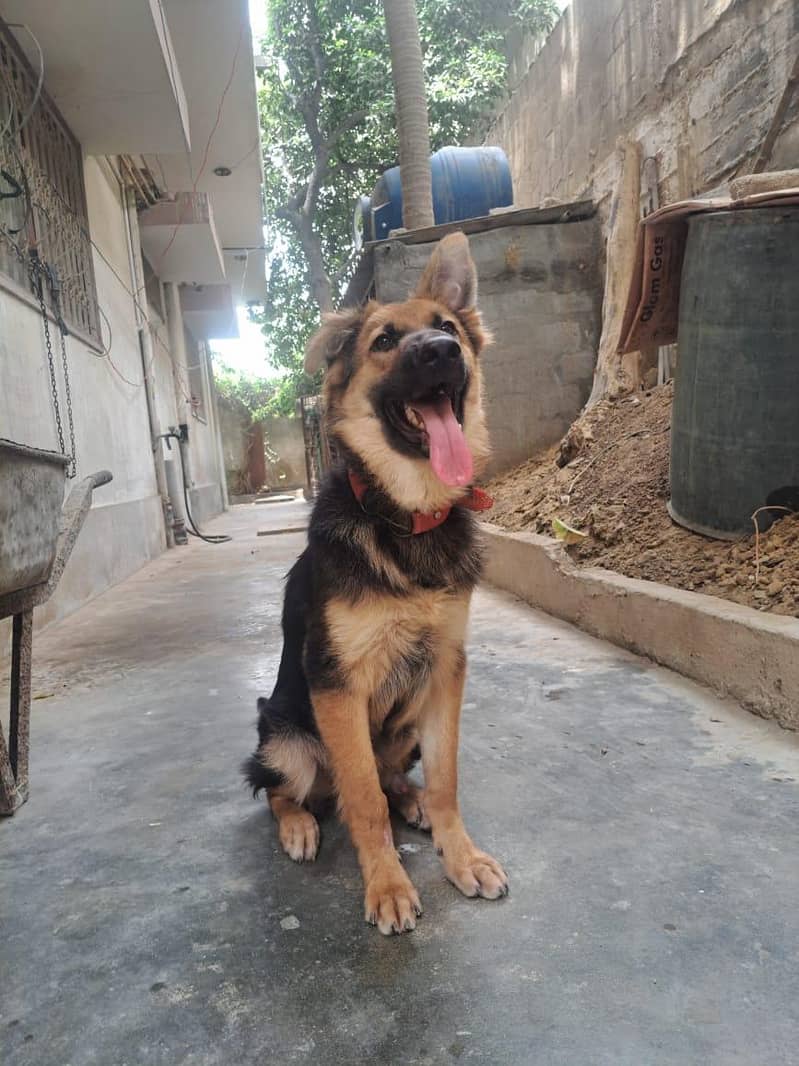 German shepherd 5