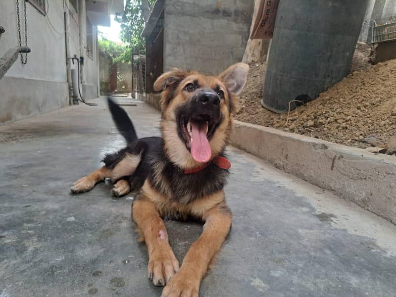 German shepherd 6
