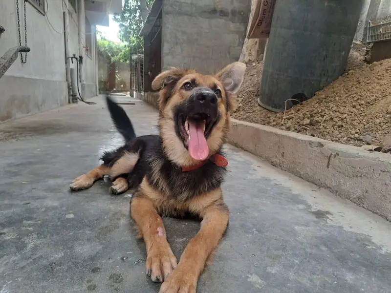 German shepherd — photo 7