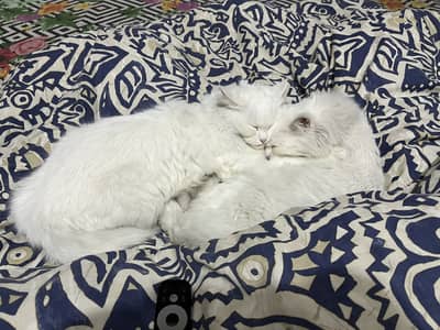 Pair cat adoption