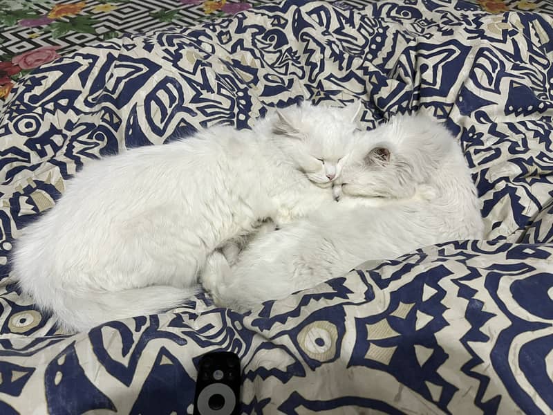 Pair cat adoption 0