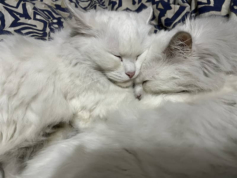Pair cat adoption 1