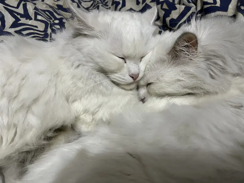 Pair cat adoption — photo 2