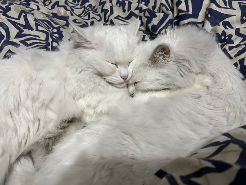 Pair cat adoption 2