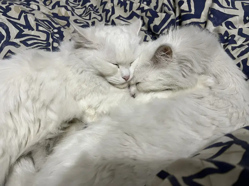 Pair cat adoption — photo 3
