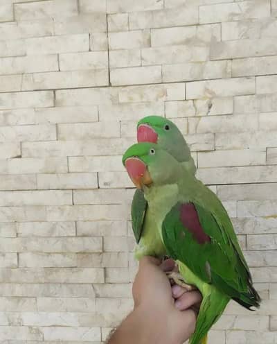 Kashmir Raw Paroot 8month age for sale