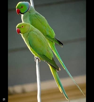 100% Fertail + breeder + Talking pair 03204590697