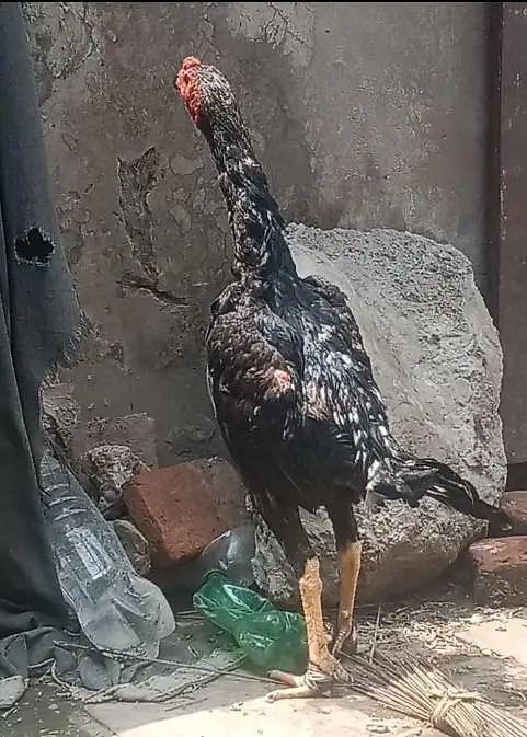 full healthy and nice male lasani breed — photo 2